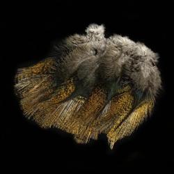 Plumes Pardo SELECT grade 3 encendido