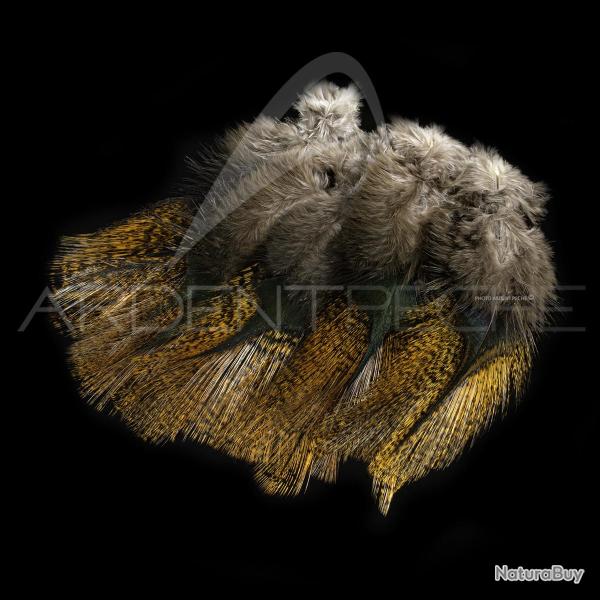 Plumes Pardo SELECT grade 3 encendido