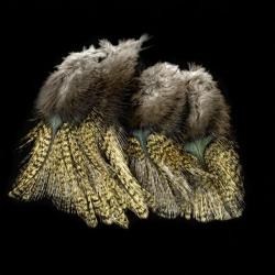 Plumes Pardo SELECT grade 3 aconchado
