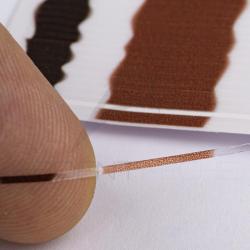 P&eacute;cari quill transparent 1 mm