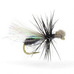 Mouche Igor et Nadica Stancev fourmi CDC loop H18