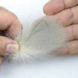 Canard Mallard plumes de flanc Naturelles