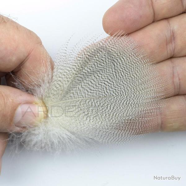 Canard Mallard plumes de flanc Naturelles