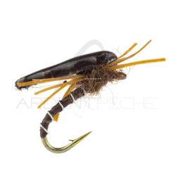 Nymphe Alan Campbell SBN 051 H18