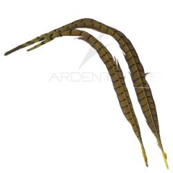 Faisan commun queue teint&eacute;e golden olive