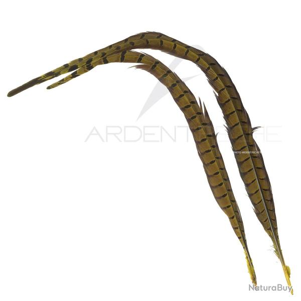 Faisan commun queue teint�e golden olive