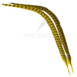 Faisan commun queue teint&eacute;e jaune