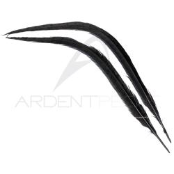 Faisan commun queue teint&eacute;e noire