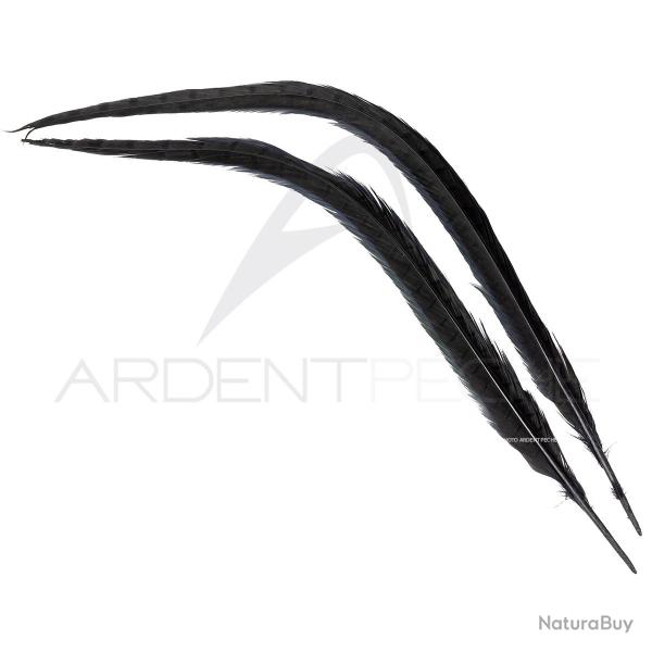 Faisan commun queue teint�e noire