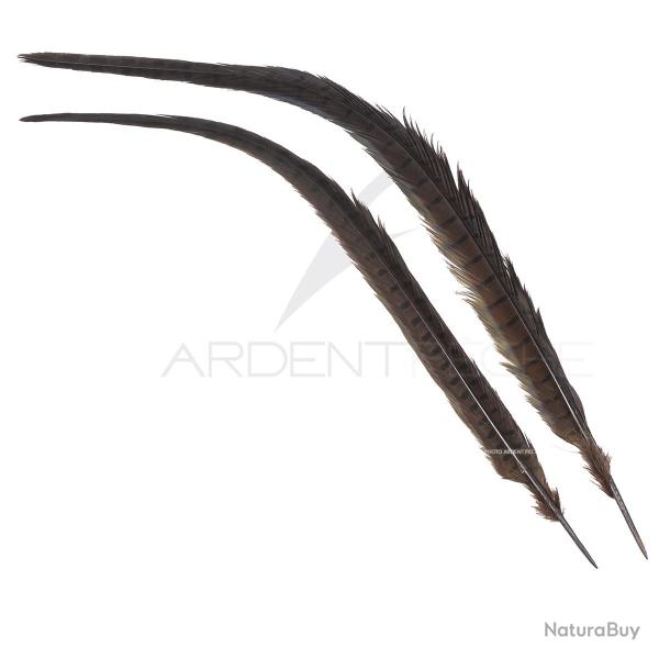 Faisan commun queue teint�e Marron fonc�e