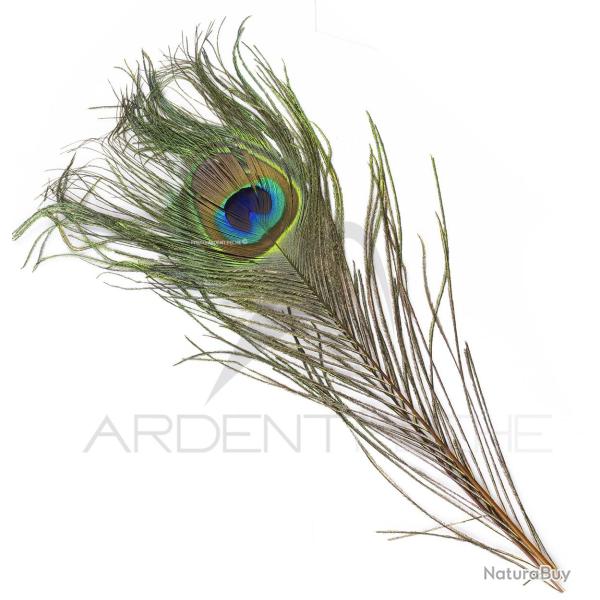 Paon oeil complet�teint� ginger