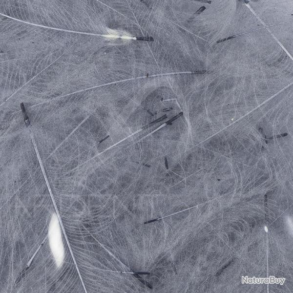 Cul de canard 54 DeanStreet super select Gris