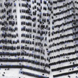 Micro pattes grizzly Transparent