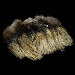 Plumes Pardo SELECT grade 1 sarrioso