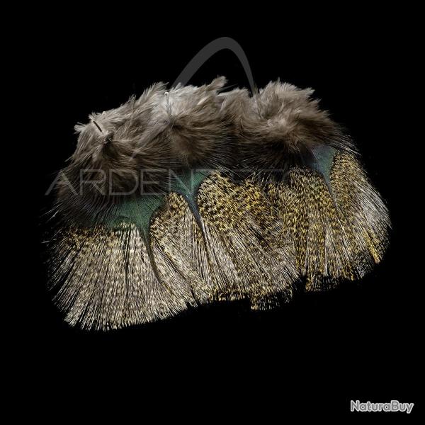 Plumes Pardo SELECT grade 1 corzuno oscuro