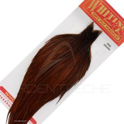 Cous de coq WHITING Pro grade teint&eacute; coachman