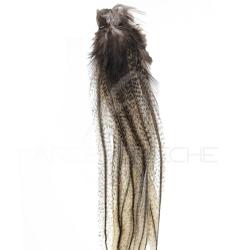 Plumes Pardo DEVAUX Lancette moyen