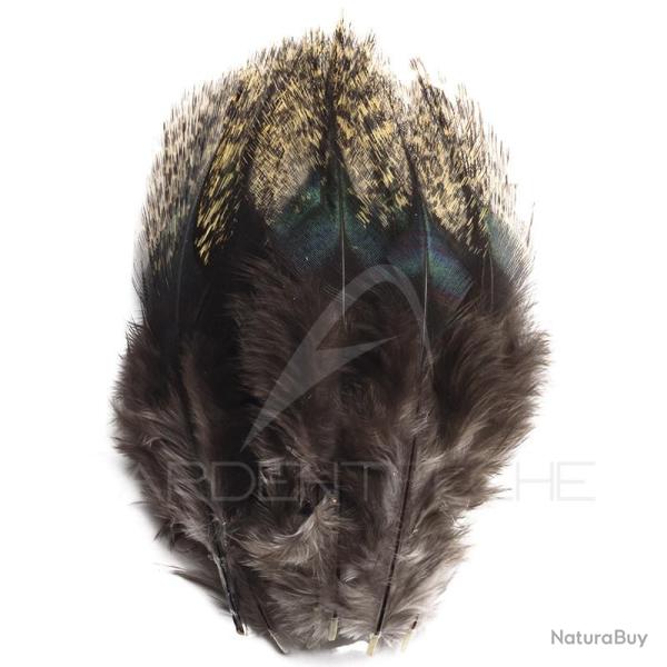 Plumes Pardo DEVAUX Pelle claire