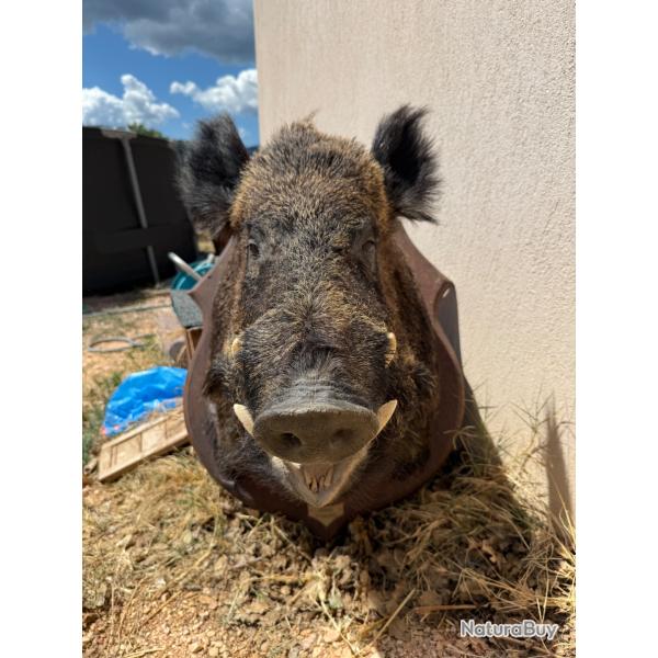 T�te de sanglier