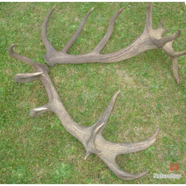 Impressionnantes mes de cerf 22 cors - 7200 grs -
