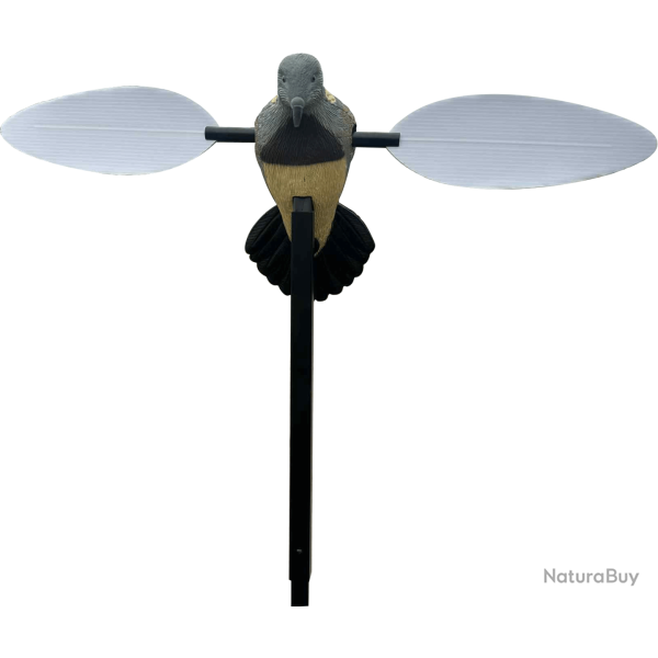 Appelant tourterelle  ailes tournantes