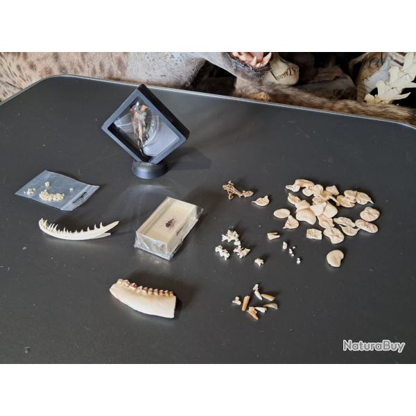 Lot de curiosits diverses #0507