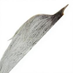 1/2 cous de coq METZ grade 3 gris clair