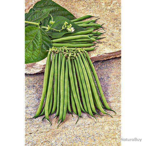 Haricot nain mangetout.