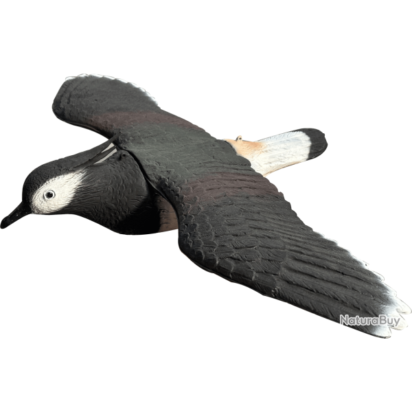 Appelant vanneau au vol SPORTPLAST