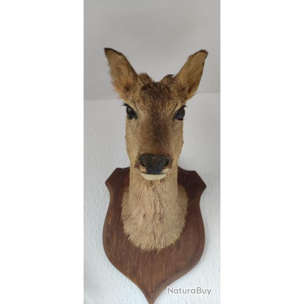 T�te m�le et femelle chevreuil