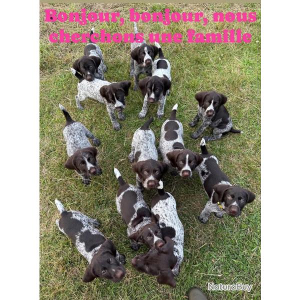 Chiots Drahthaar, Domaine du Bienwald