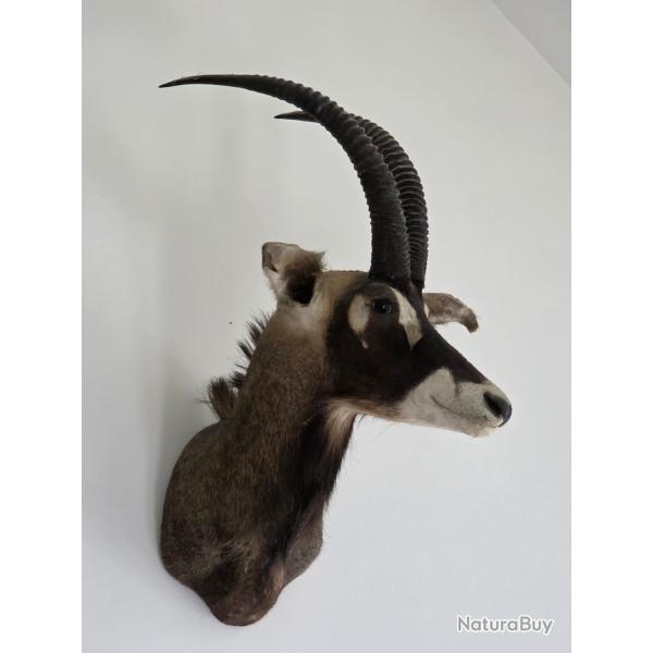 Troph�e hippotrague rouan