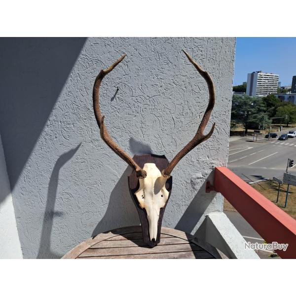 Troph�e de cerf �laphe 8 cors irr�guliers #2907