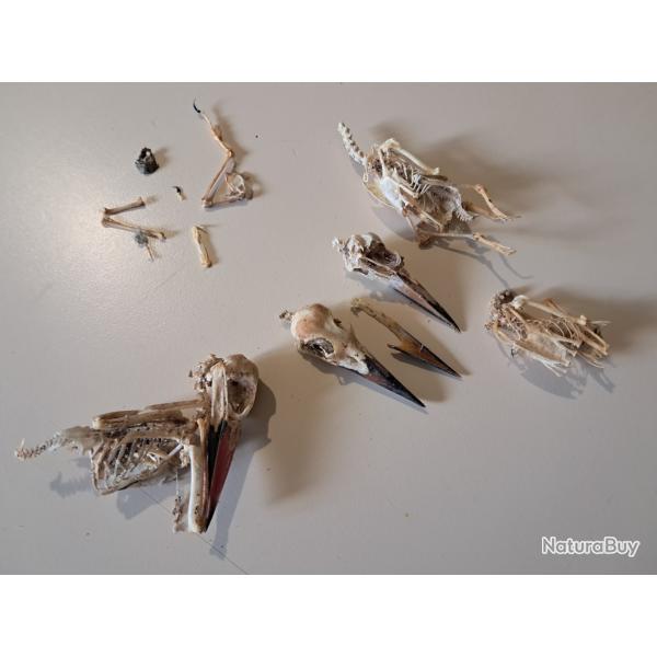Lot de 3 squelettes de Martin p�cheur Javanais