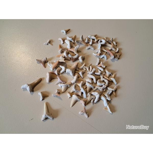Lot de 80 fossiles de dents de requins #19