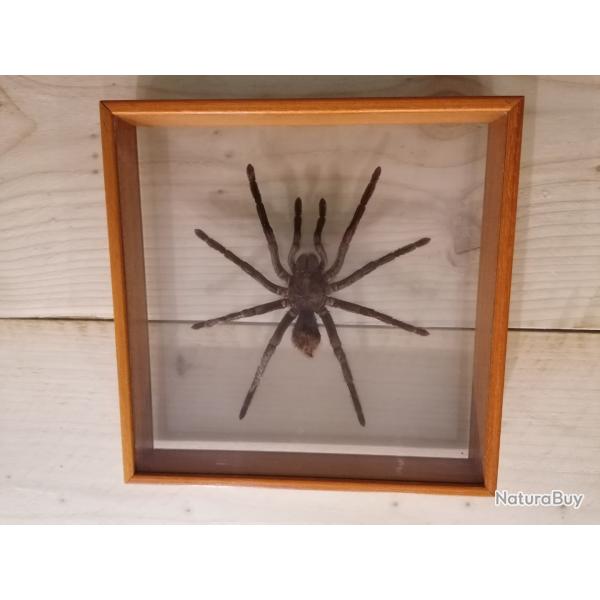 Mygale naturalis� "Pamphobeteus antinous"