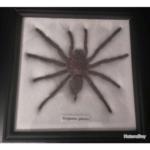 Mygale naturalis�e "Eurypeima Spincrus"
