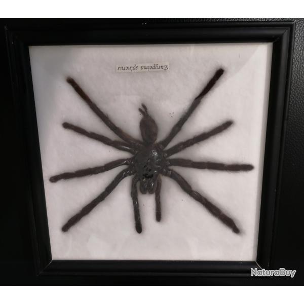 Mygale naturalis�e "Eurypeima Spincrus" de couleur noire