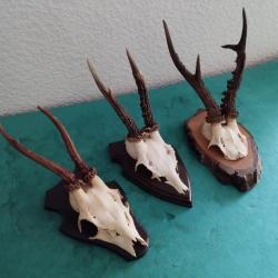 3 TROPHEE CHEVREUIL BROCARD BOIS 19/16/16CM