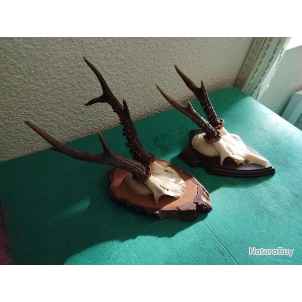 2 TROPHEE CHEVREUIL BROCARD BOIS PERLES 19 ET 16CM