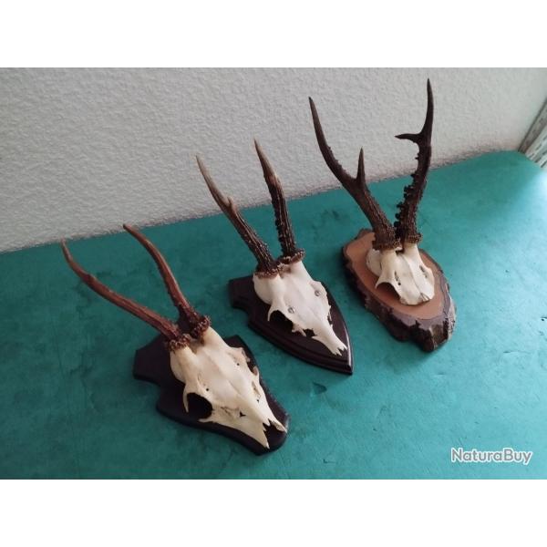 3 TROPHEE CHEVREUIL BROCARD BOIS 19/16/16CM