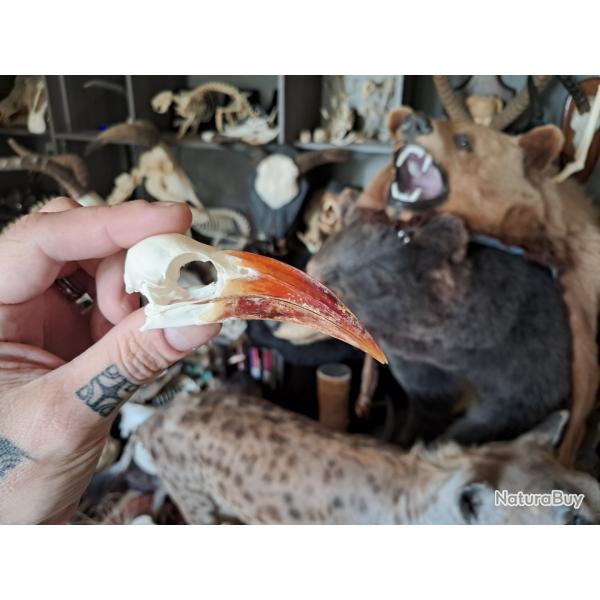 Crne de calao  bec rouge ; Tockus erythrorhynchus #3