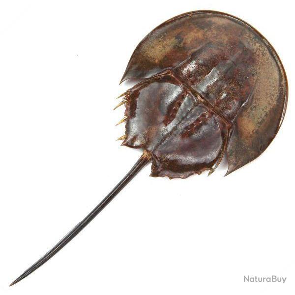 Carapace de limule sans patte 10 � 13 cm