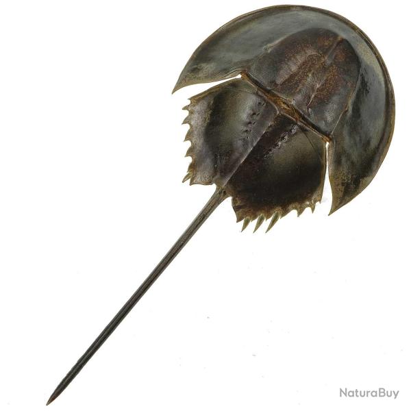 Carapace de limule avec pattes 8 � 10 cm