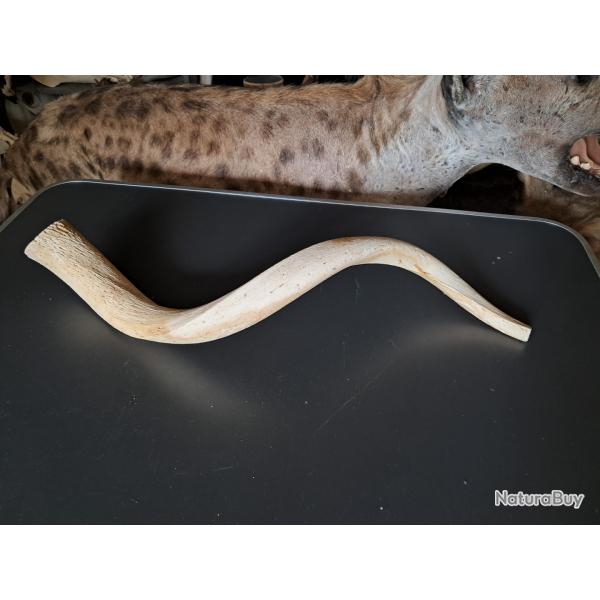 Corne de grand koudou ; Tragelaphus strepsiceros ; noyau osseux #8