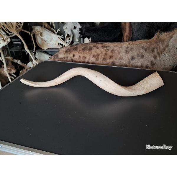 Corne de grand koudou ; Tragelaphus strepsiceros ; noyau osseux #9