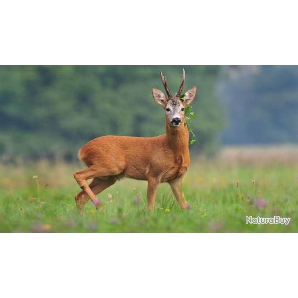 Recherche Bracelets brocard / chamois