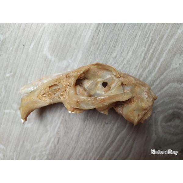 Haut de crne de lapin