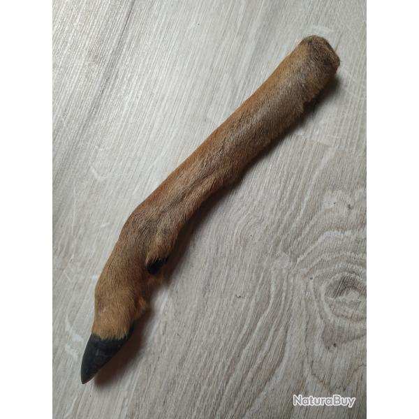 Patte de chevreuil