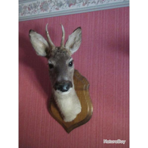 T�te de chevreuil sur socle en bois